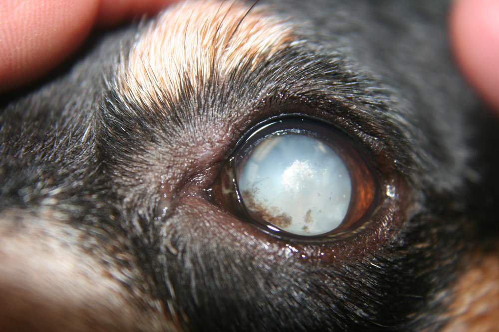 cataracts-in-dogs